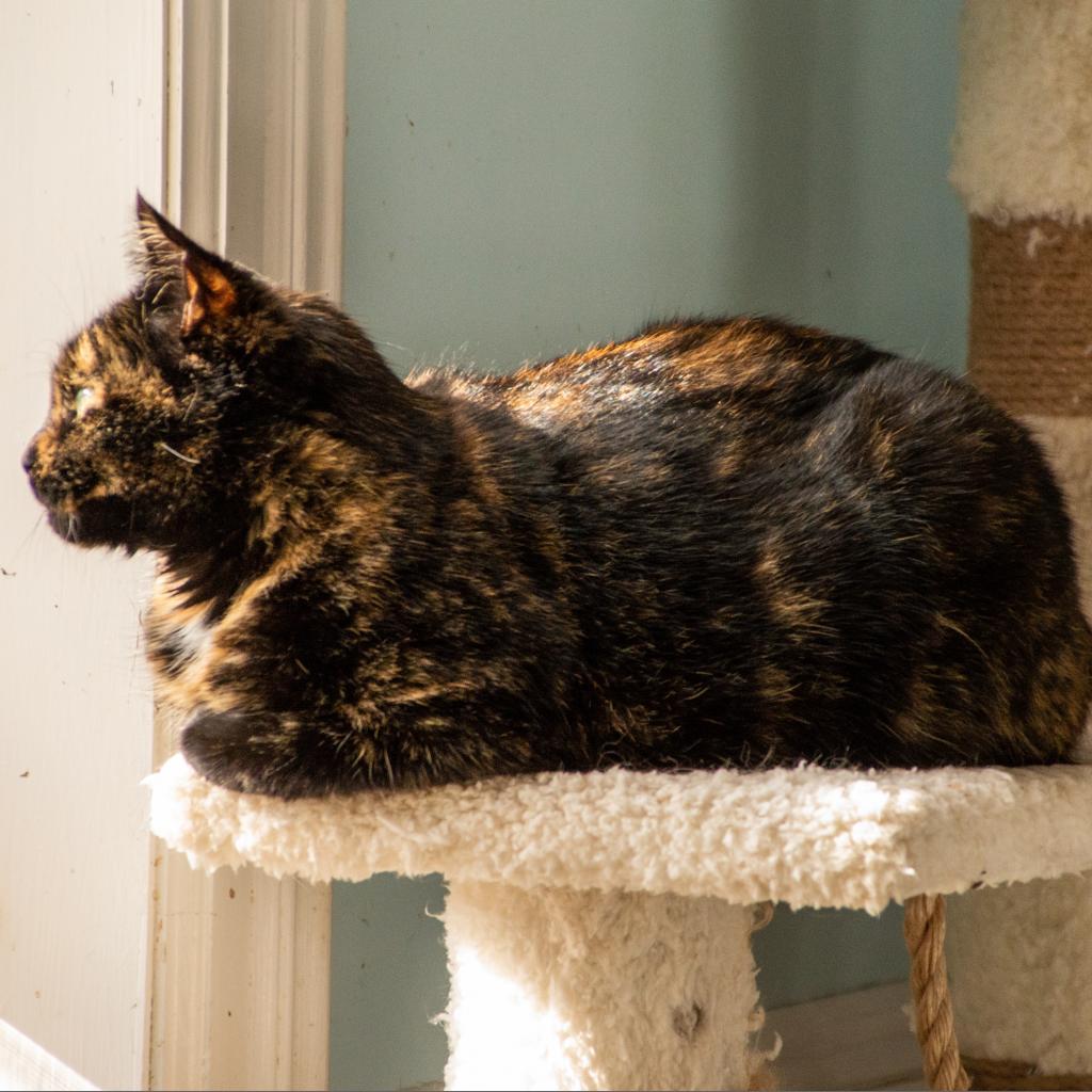 Enlarge Harvest, a Adoptable Domestic Short Hair in Middletown, NY image 3/6