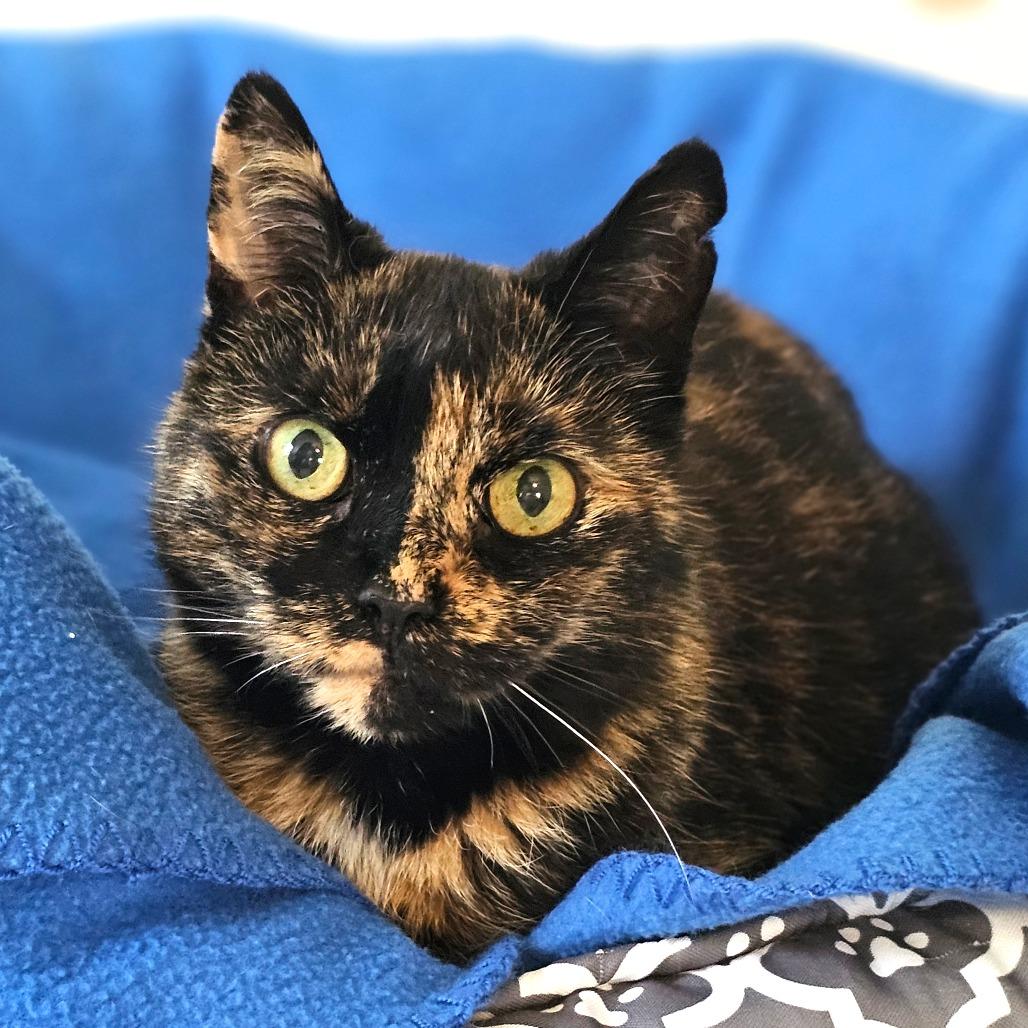 Enlarge Harvest, a Adoptable Domestic Short Hair in Middletown, NY image 5/6