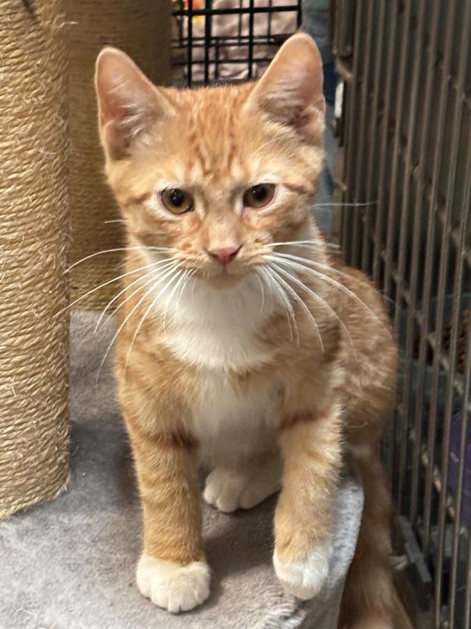 George, a ADOPTABLE Domestic Short Hair in Paramus, NJ image 1/5