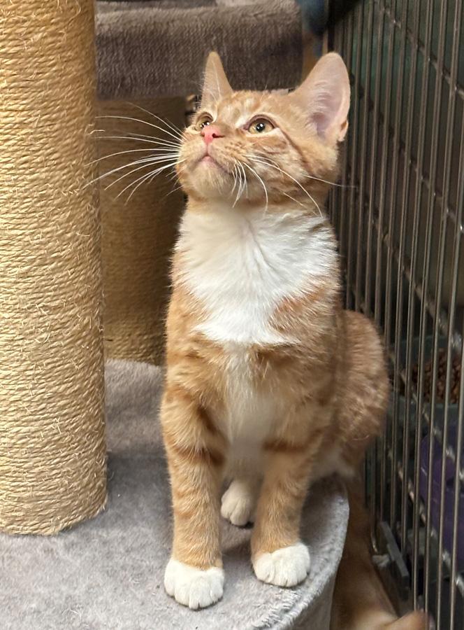 George, a ADOPTABLE Domestic Short Hair in Paramus, NJ image 3/5