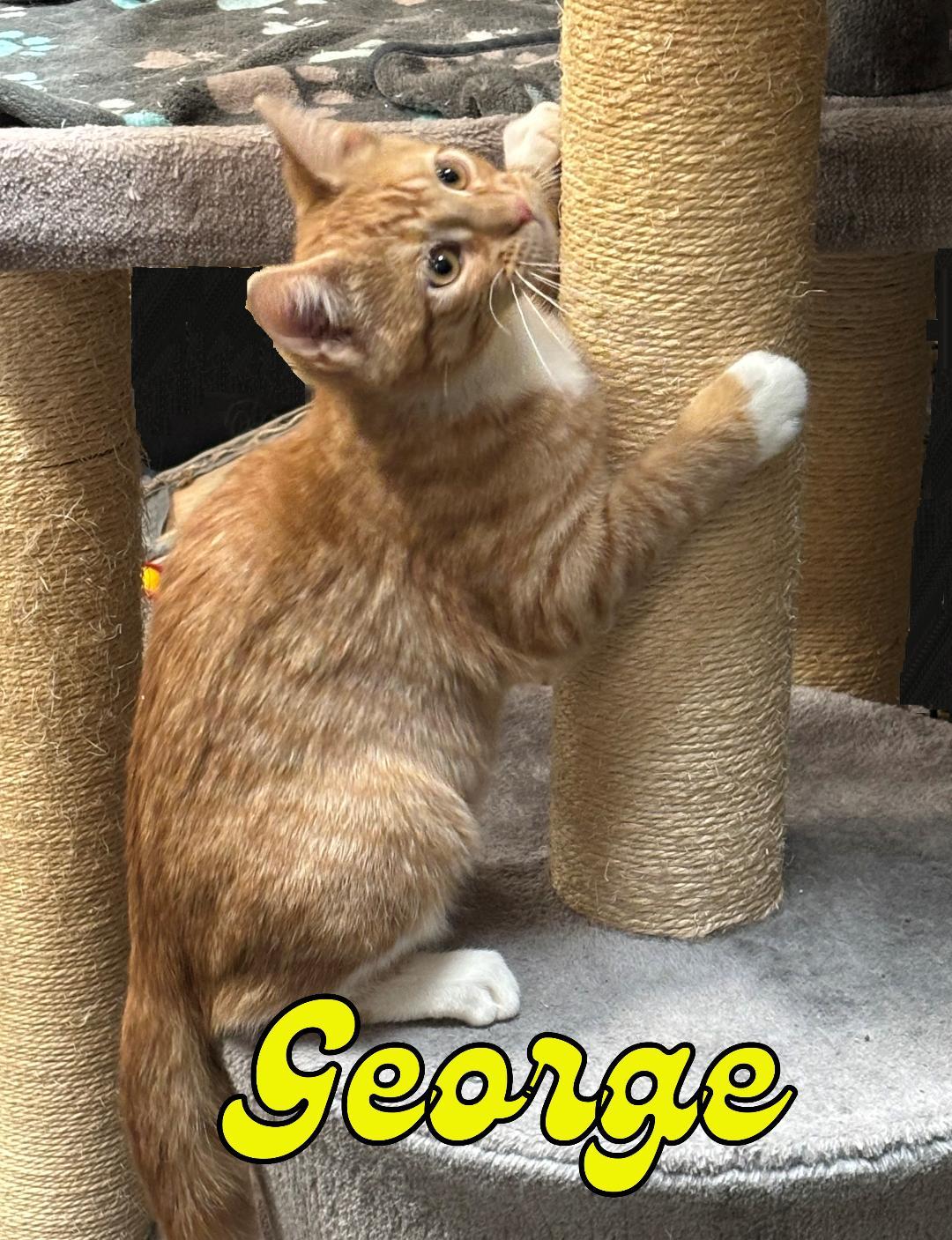 George, a ADOPTABLE Domestic Short Hair in Paramus, NJ image 4/5