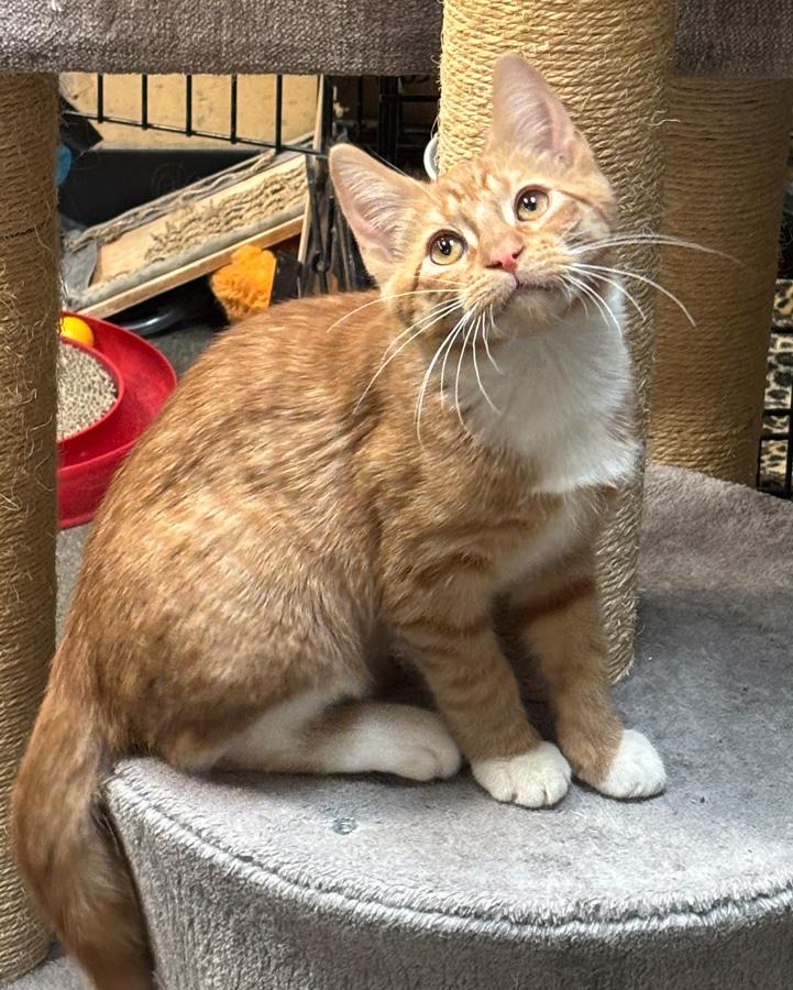 George, a ADOPTABLE Domestic Short Hair in Paramus, NJ image 5/5