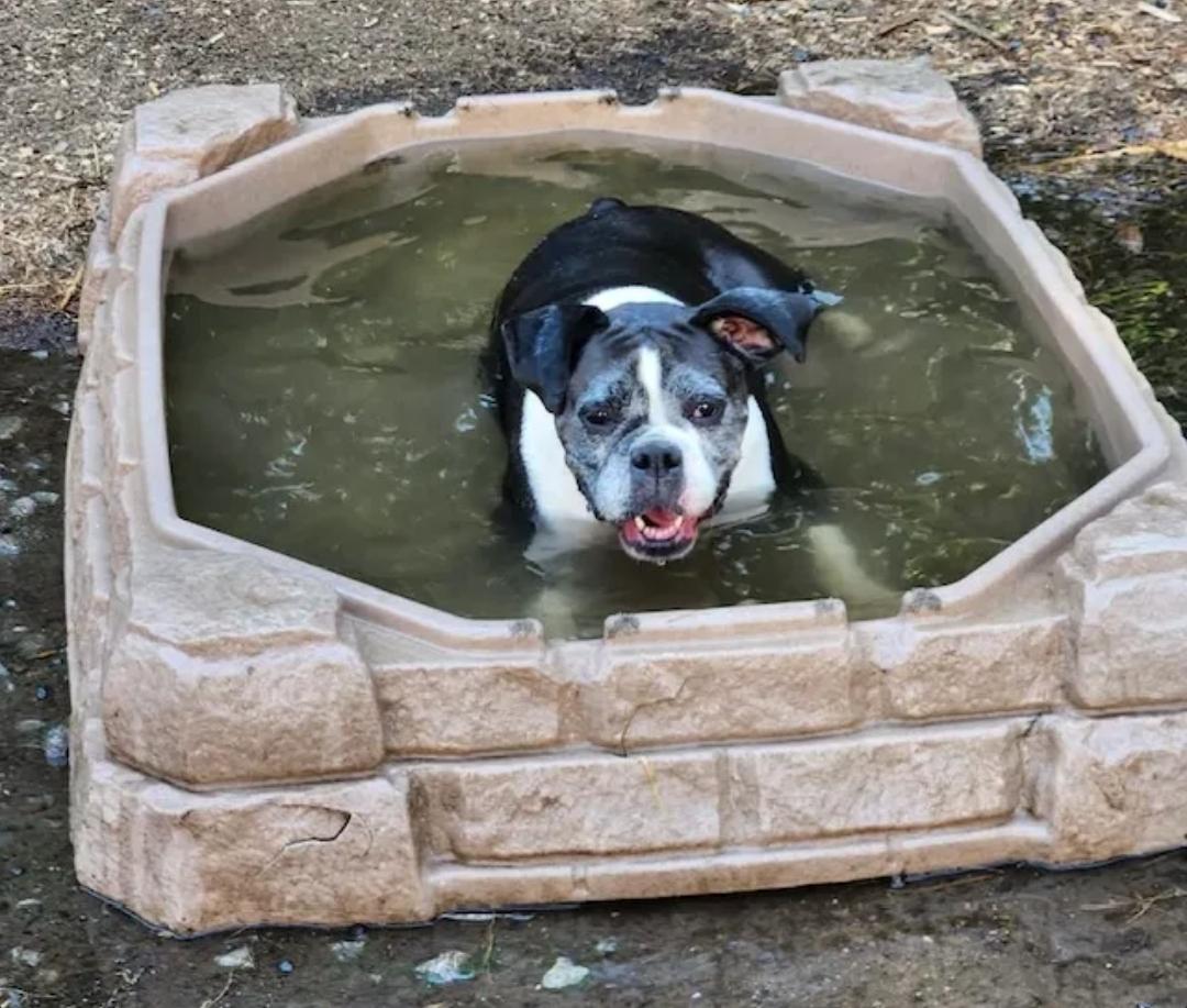 Enlarge Lexus-boxer, a ADOPTABLE Boxer in Hamburg, NY image 4/6