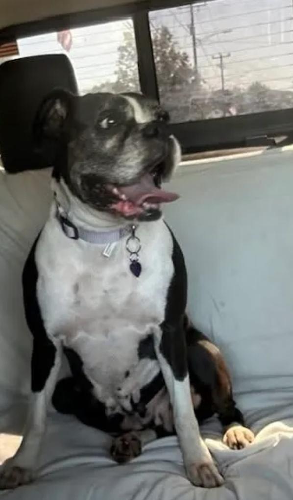 Enlarge Lexus-boxer, a ADOPTABLE Boxer in Hamburg, NY image 2/6