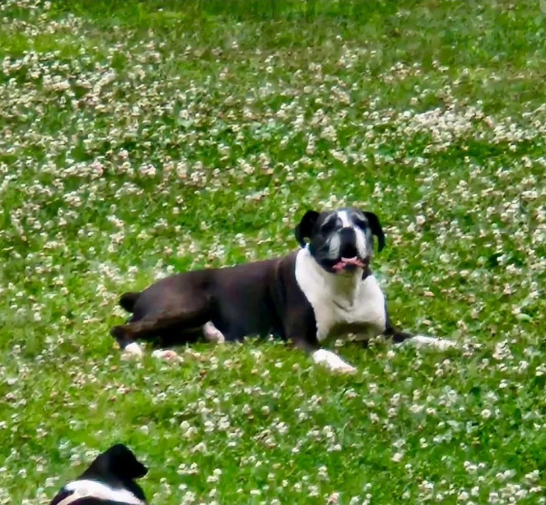 Enlarge Lexus-boxer, a ADOPTABLE Boxer in Hamburg, NY image 5/6