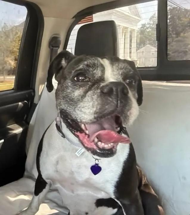 Lexus-boxer, ADOPTABLE, Senior Female Boxer.