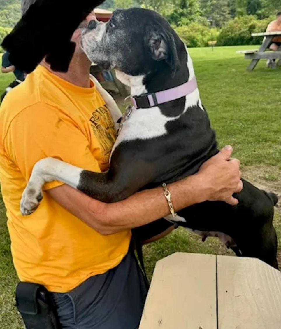 Enlarge Lexus-boxer, a ADOPTABLE Boxer in Hamburg, NY image 6/6