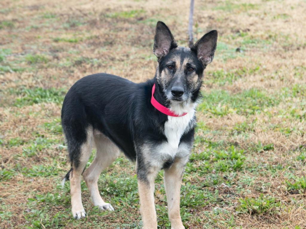 Integrity, Adoptable, Young Female German Shepherd Dog.