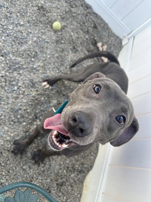 Prue, Adoptable, Adult Female Pit Bull Terrier.