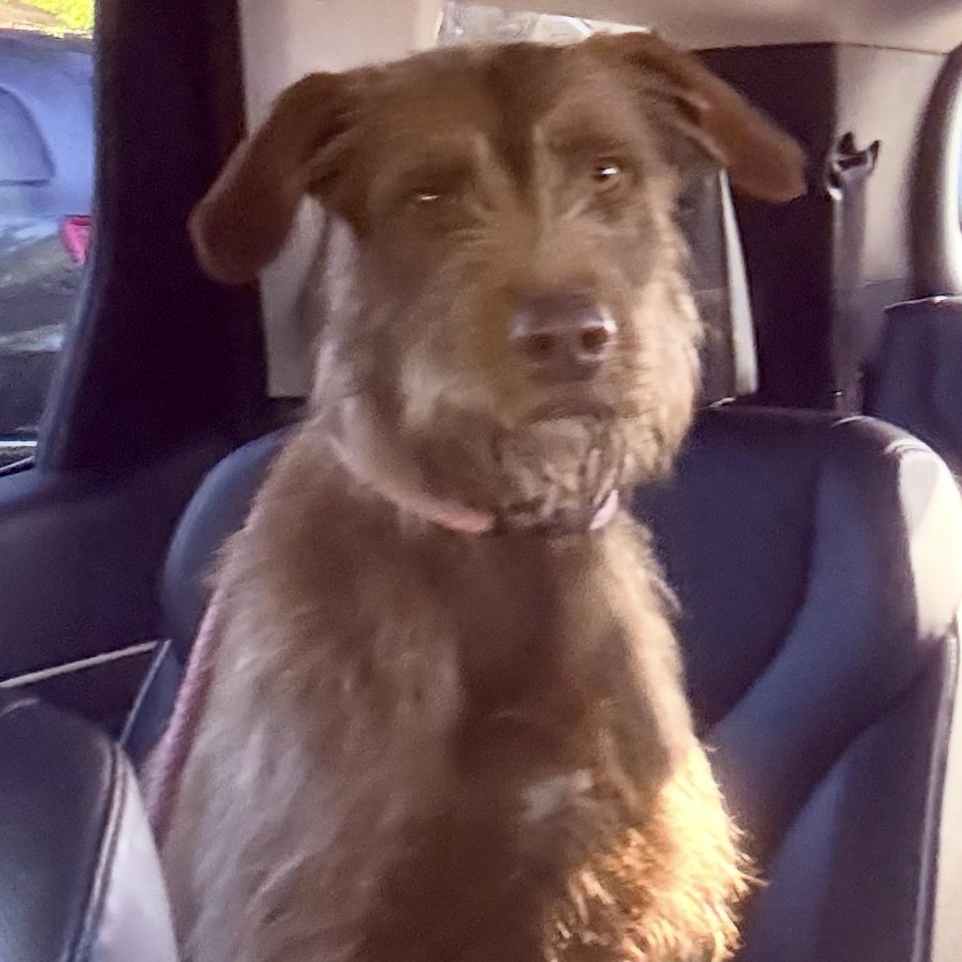 Lucky, a Adoptable mixed breed in Conroe, TX image 4/4