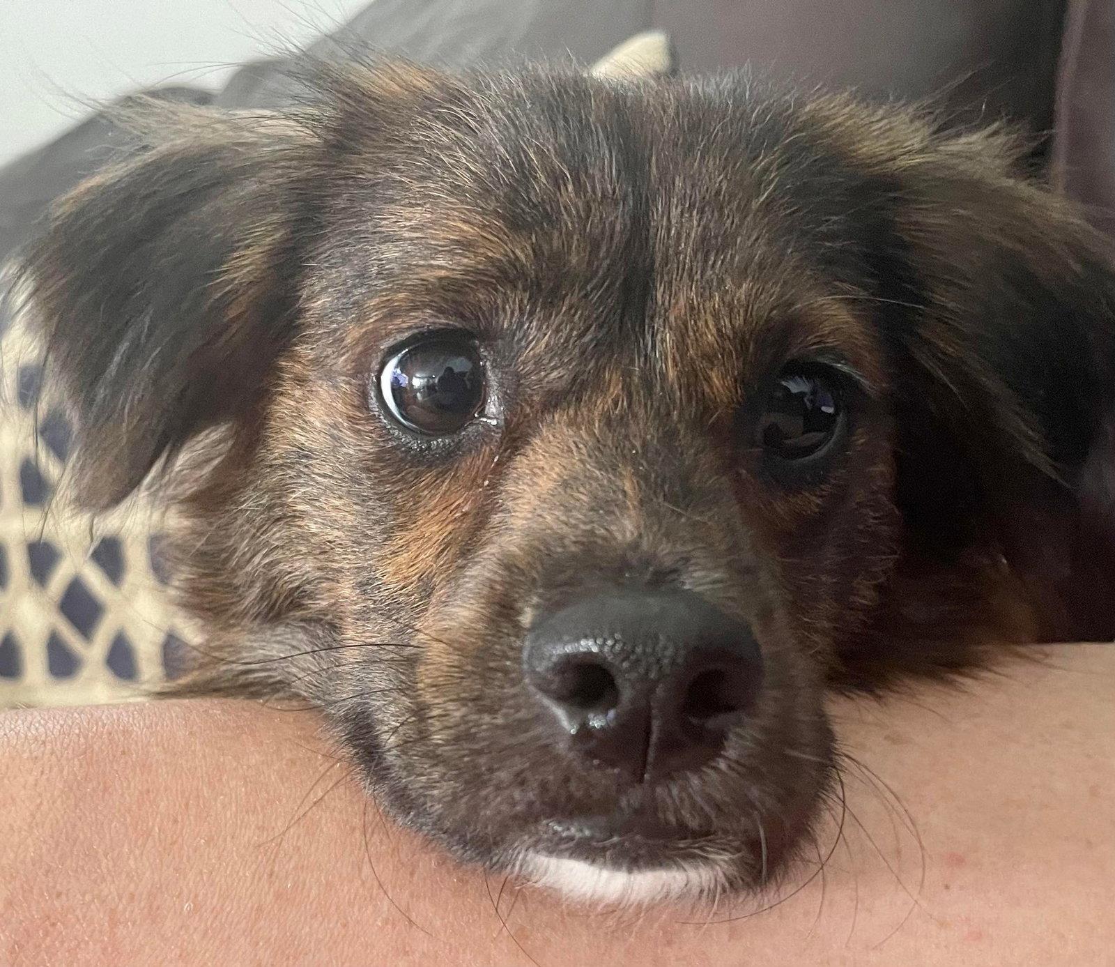 Enlarge Bentley, a Adopted English Springer Spaniel in Osteen, FL image 1/3