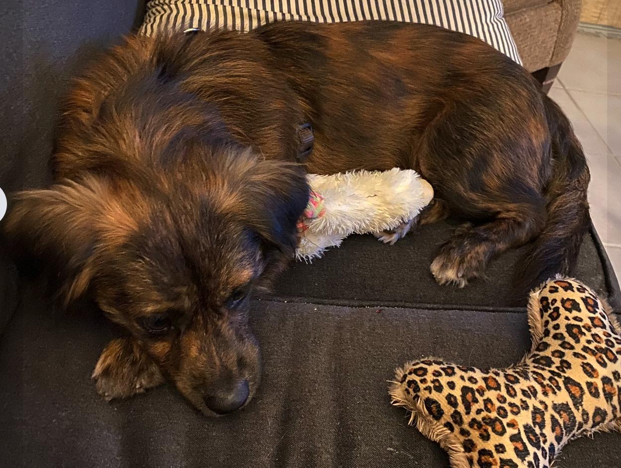 Enlarge Bentley, a Adopted English Springer Spaniel in Osteen, FL image 2/3