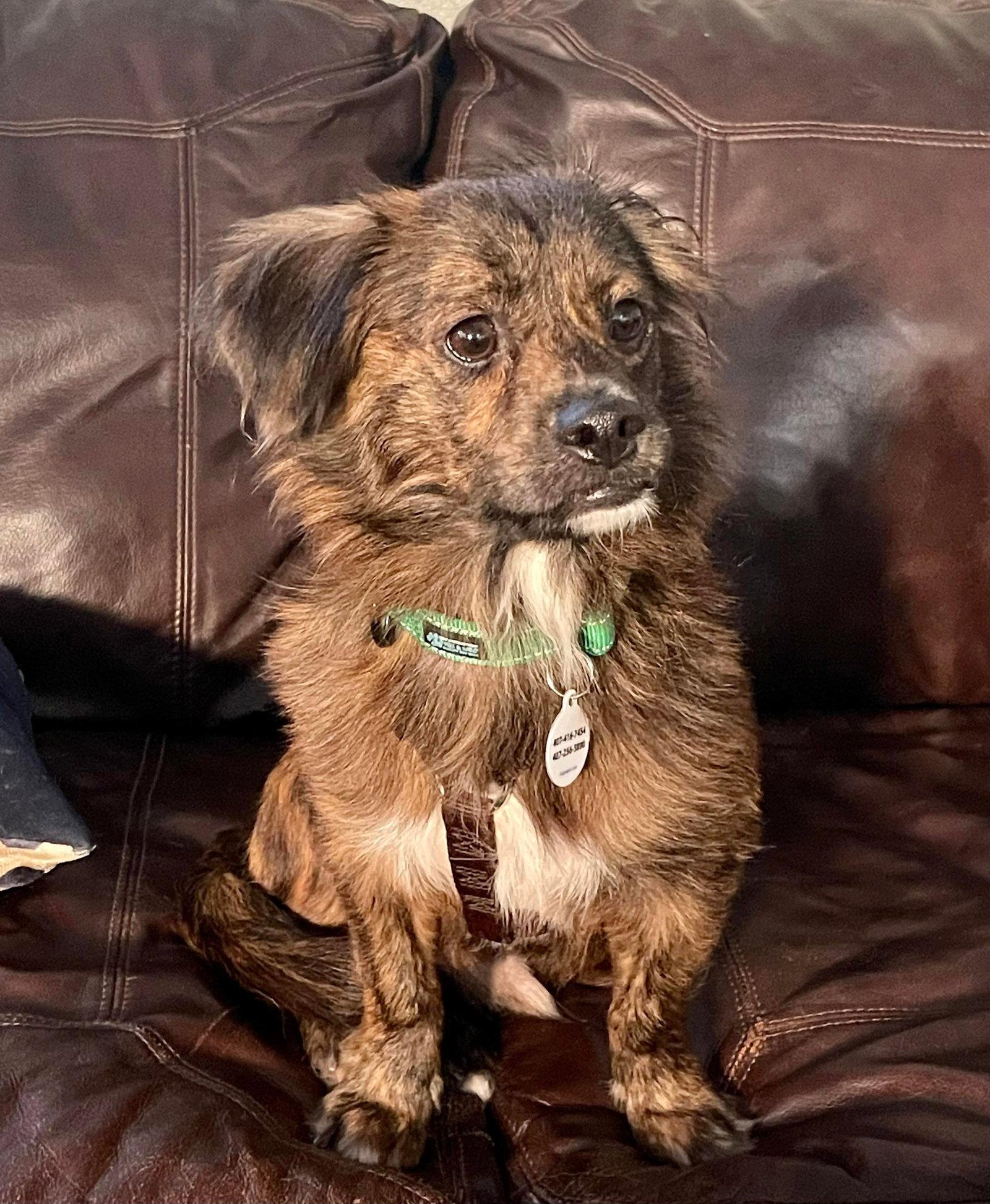 Enlarge Bentley, a Adopted English Springer Spaniel in Osteen, FL image 3/3