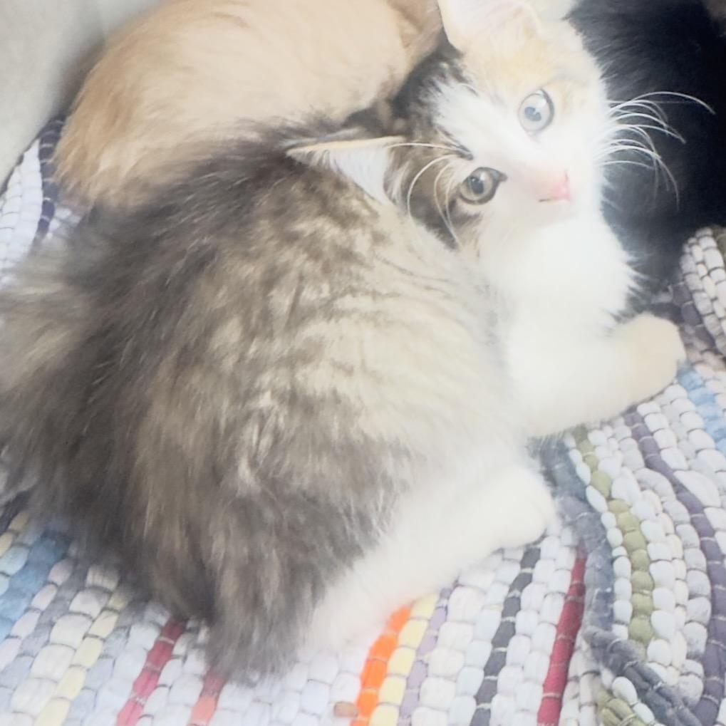 Enlarge Clint 1854RJ37, a Adoptable Domestic Medium Hair in Columbia, MO image 2/2
