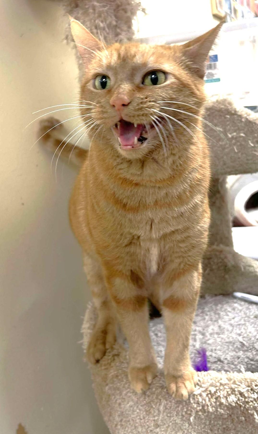 Enlarge ZELENA, a Adoptable mixed breed in HEMET, CA image 5/6