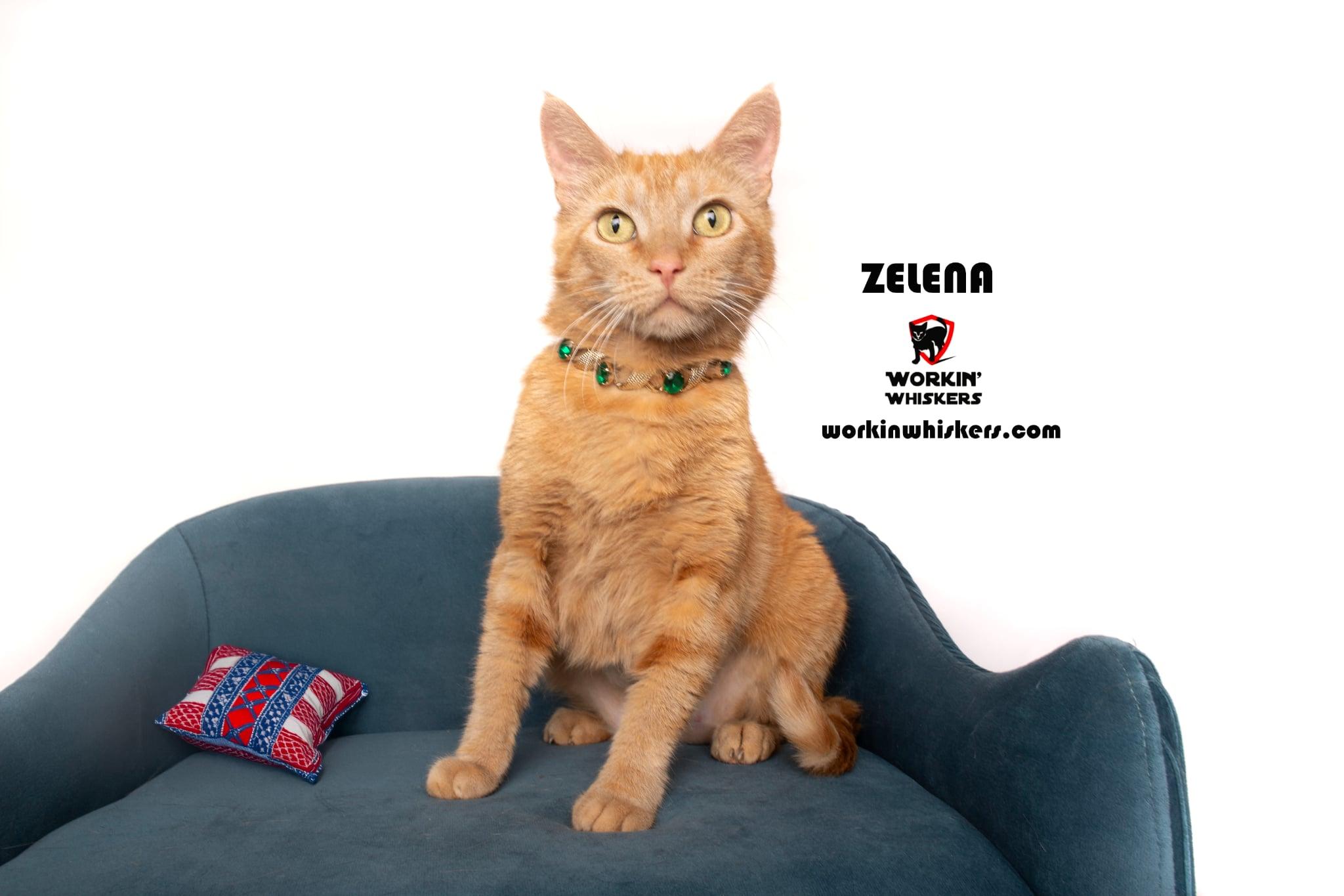 Enlarge ZELENA, a Adoptable mixed breed in Murrieta, CA image 1/4