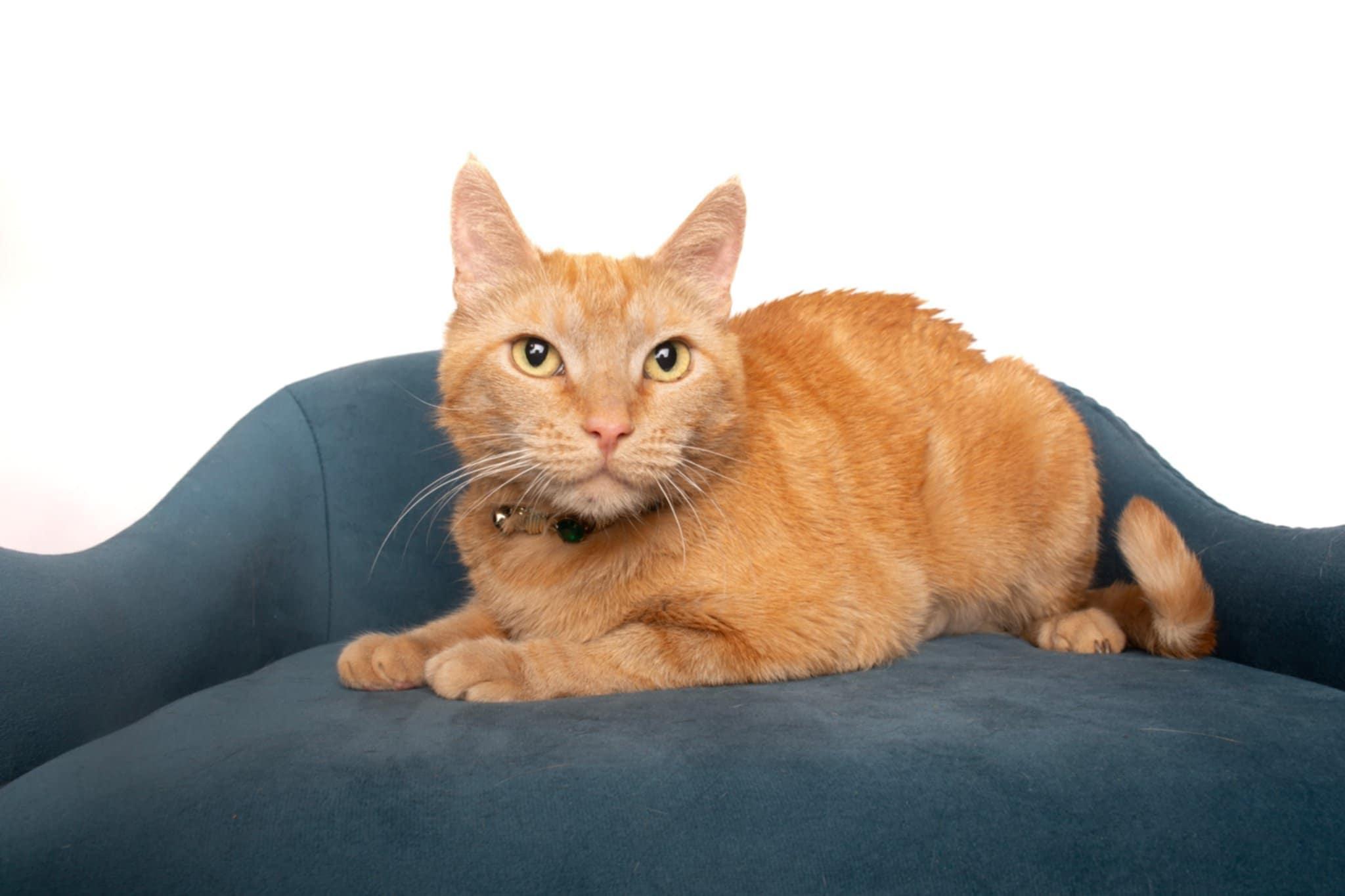 Enlarge ZELENA, a Adoptable mixed breed in HEMET, CA image 4/6