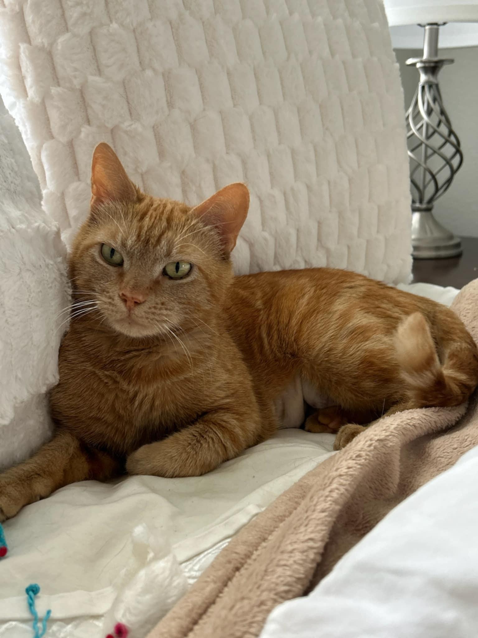 Enlarge ZELENA, a Adoptable mixed breed in Murrieta, CA image 2/4