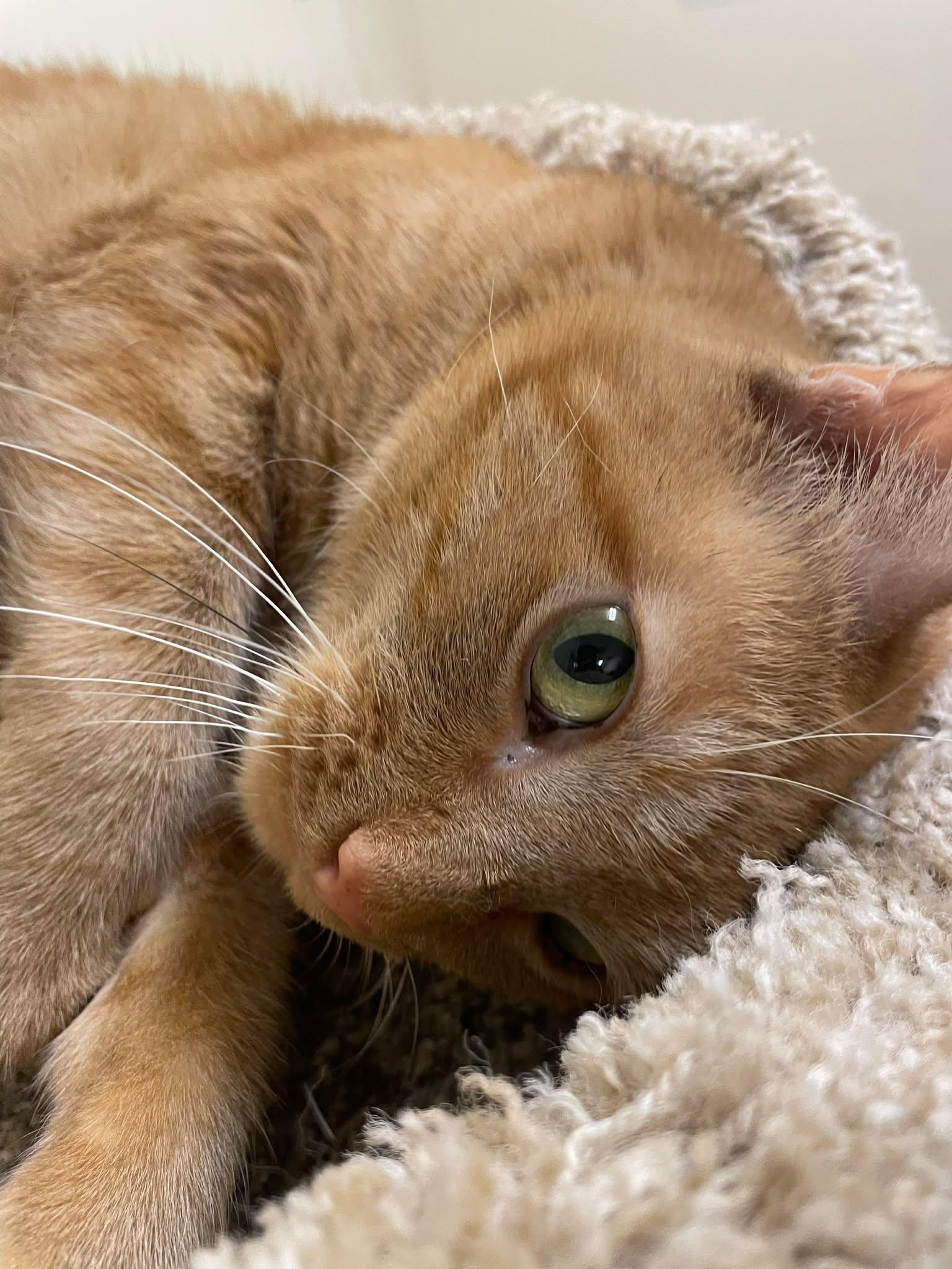 Enlarge ZELENA, a Adoptable mixed breed in HEMET, CA image 3/6