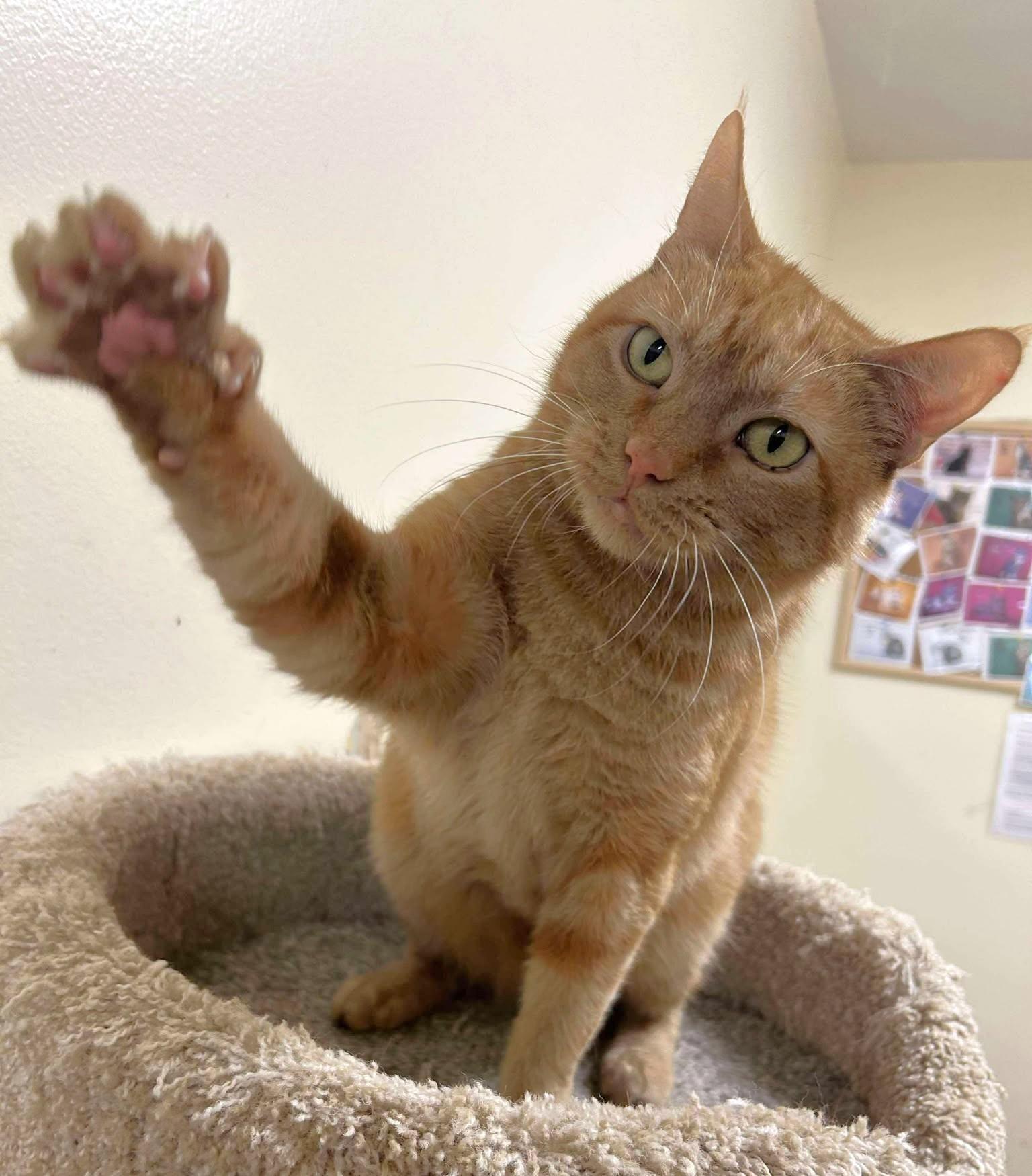 Enlarge ZELENA, a Adoptable mixed breed in HEMET, CA image 2/6