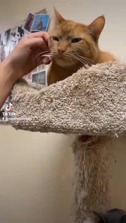 Enlarge ZELENA, a Adoptable mixed breed in HEMET, CA video 6/6