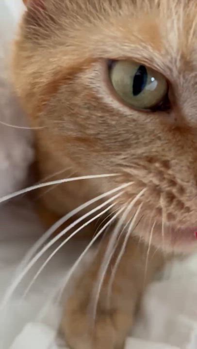 Enlarge ZELENA, a Adoptable mixed breed in Murrieta, CA video 4/4