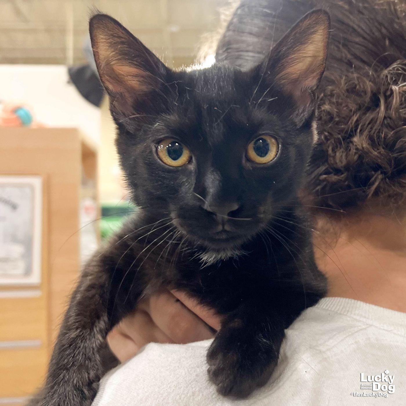 Zinnia, Adoptable, Kitten Female Domestic Short Hair.