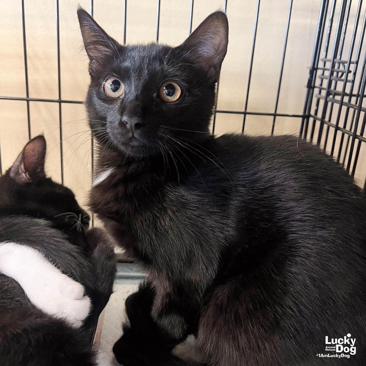 Enlarge Zinnia, a Adoptable Domestic Short Hair in Washington, DC image 2/3