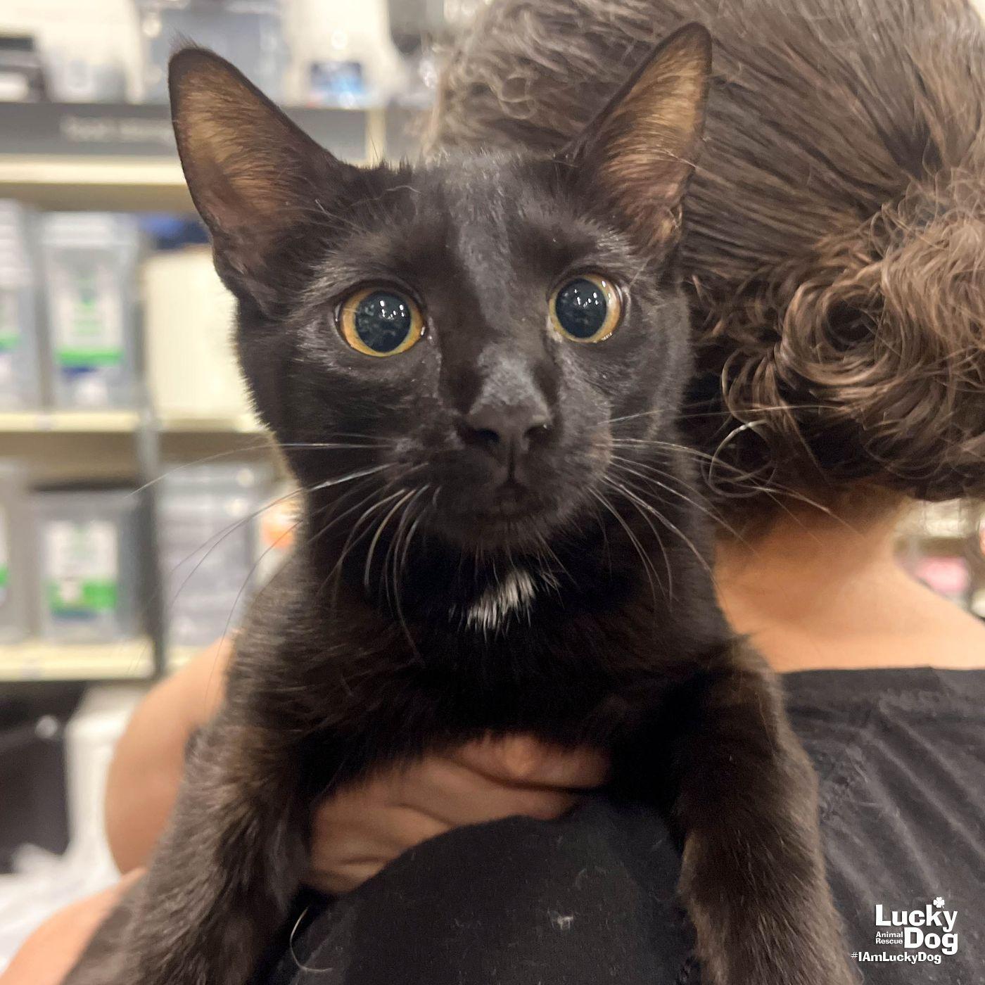Enlarge Zinnia, a Adoptable Domestic Short Hair in Washington, DC image 3/3