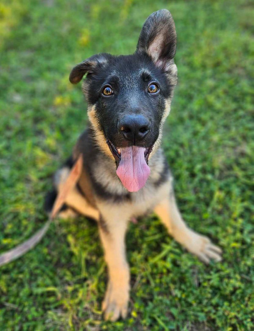 Enlarge Kobe, a Adopted German Shepherd Dog in Newington, CT image 1/5