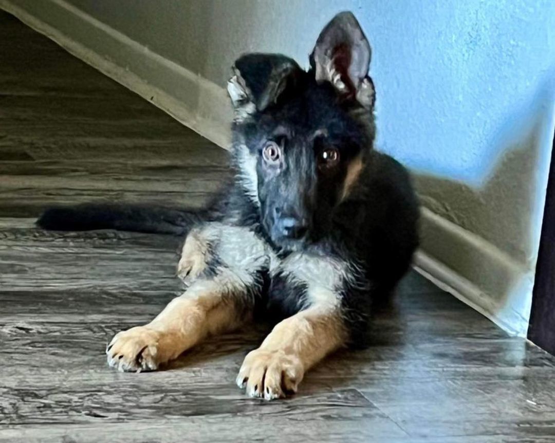 Enlarge Kobe, a Adopted German Shepherd Dog in Newington, CT image 2/5