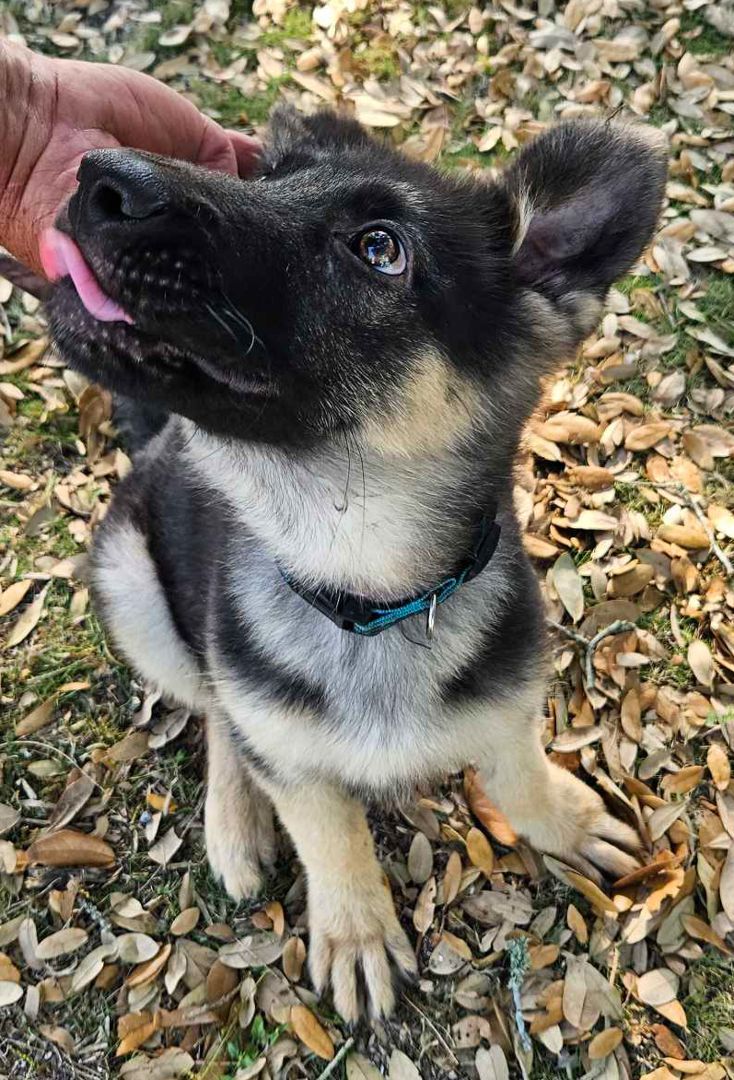 Enlarge Kobe, a Adopted German Shepherd Dog in Newington, CT image 3/5