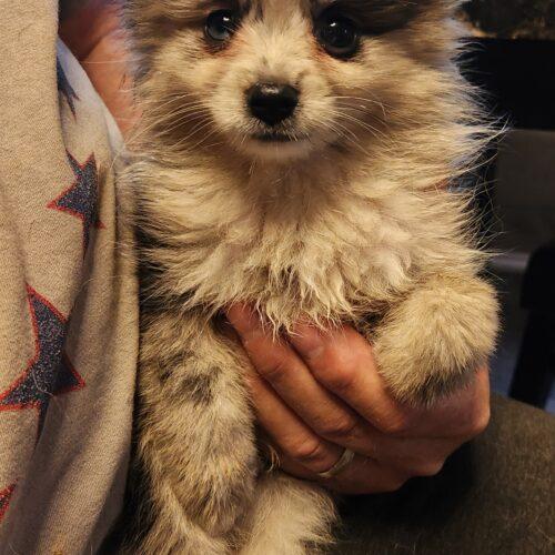 Dusty (#407), Adoptable, Puppy Male Pomeranian.