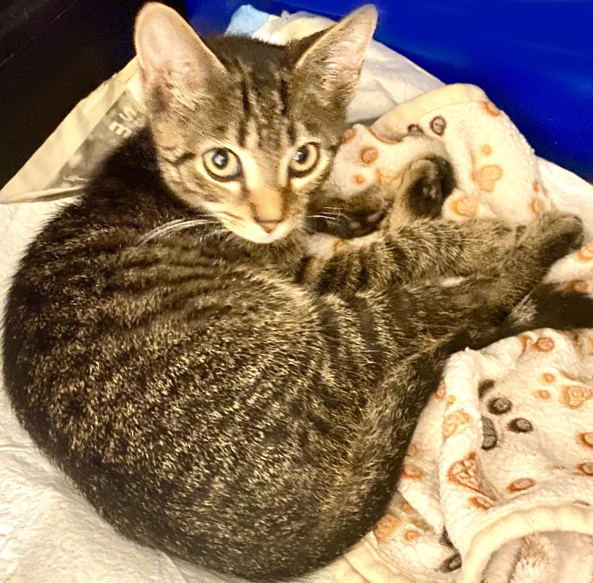 Enlarge Buddy Holly, a Adoptable Domestic Short Hair in Mansfield, OH image 1/1