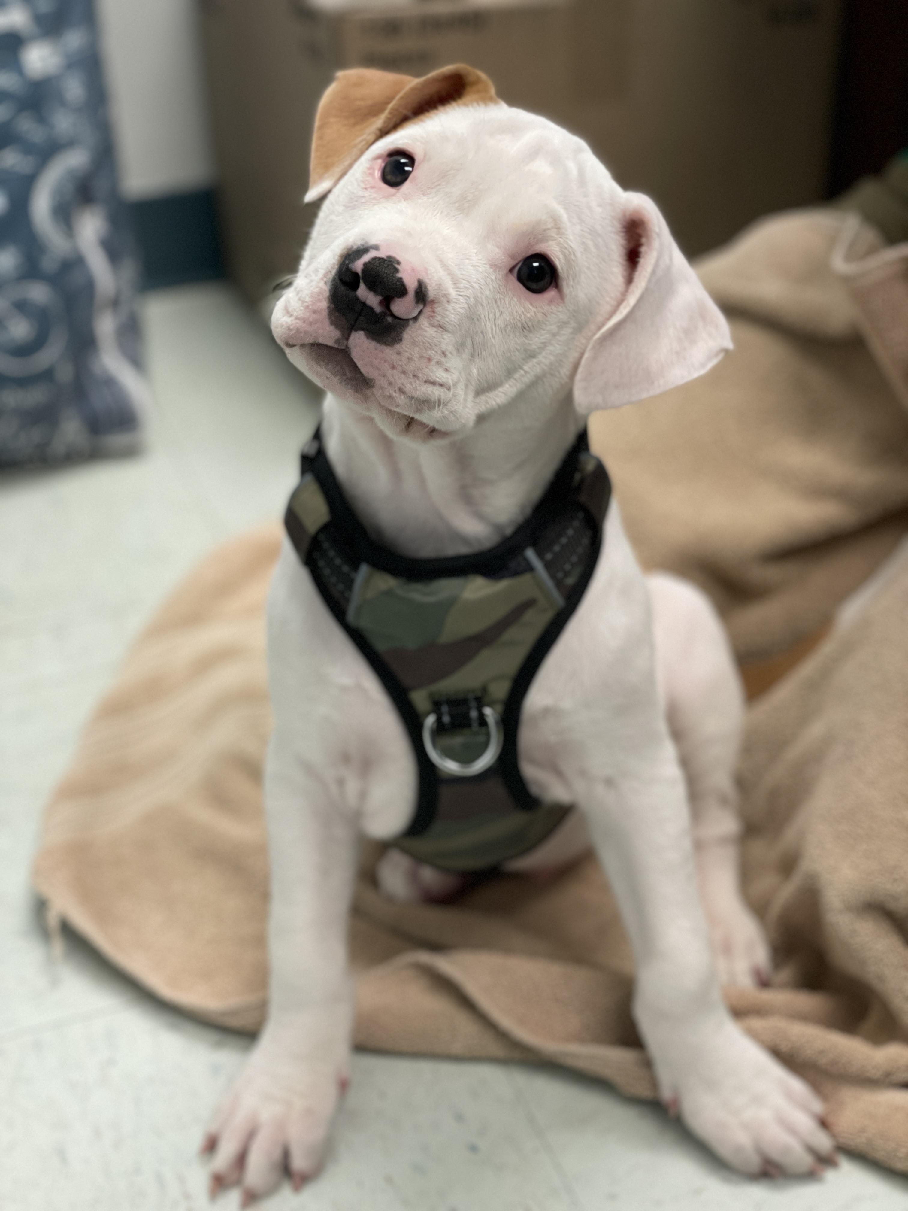 Patrick, an adopted Terrier in Charles Town, WV image 2/6