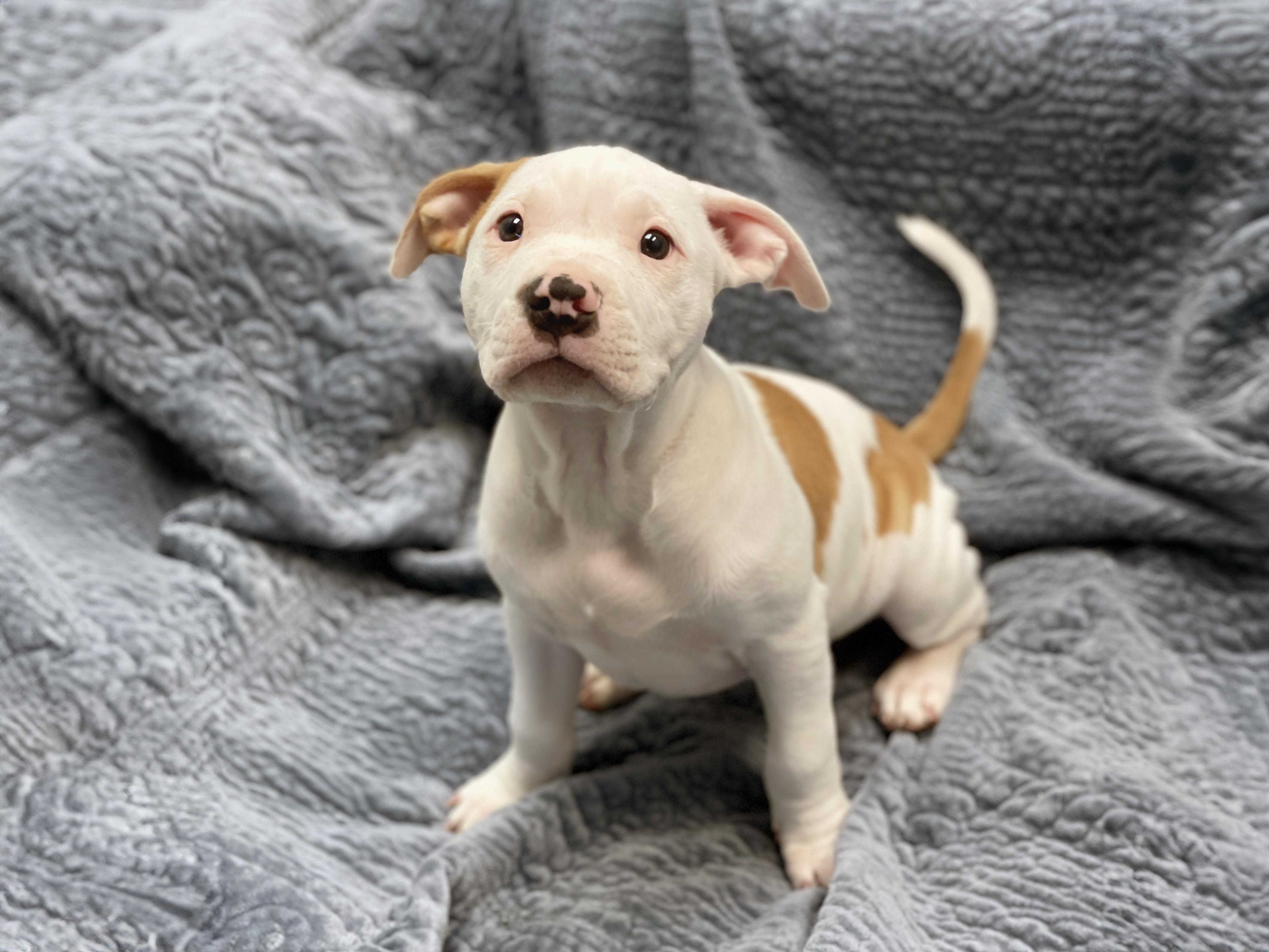 Patrick, an adopted Terrier in Charles Town, WV image 5/6