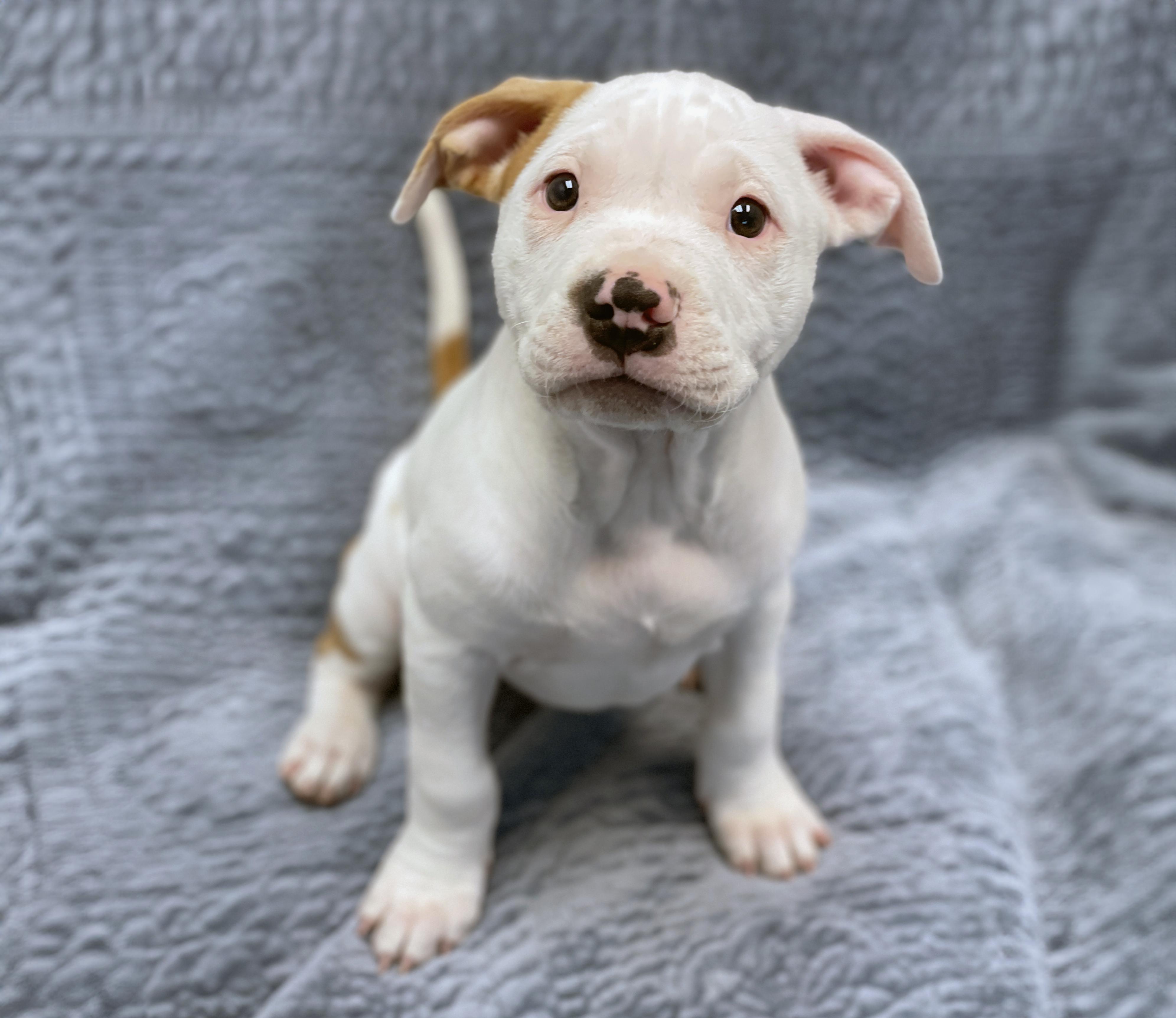 Patrick, an adopted Terrier in Charles Town, WV image 4/6