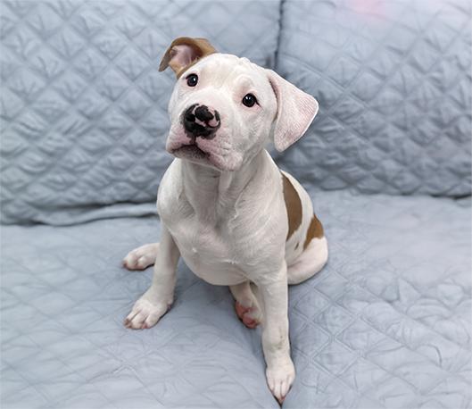 Patrick, adopted, Puppy Male Terrier.