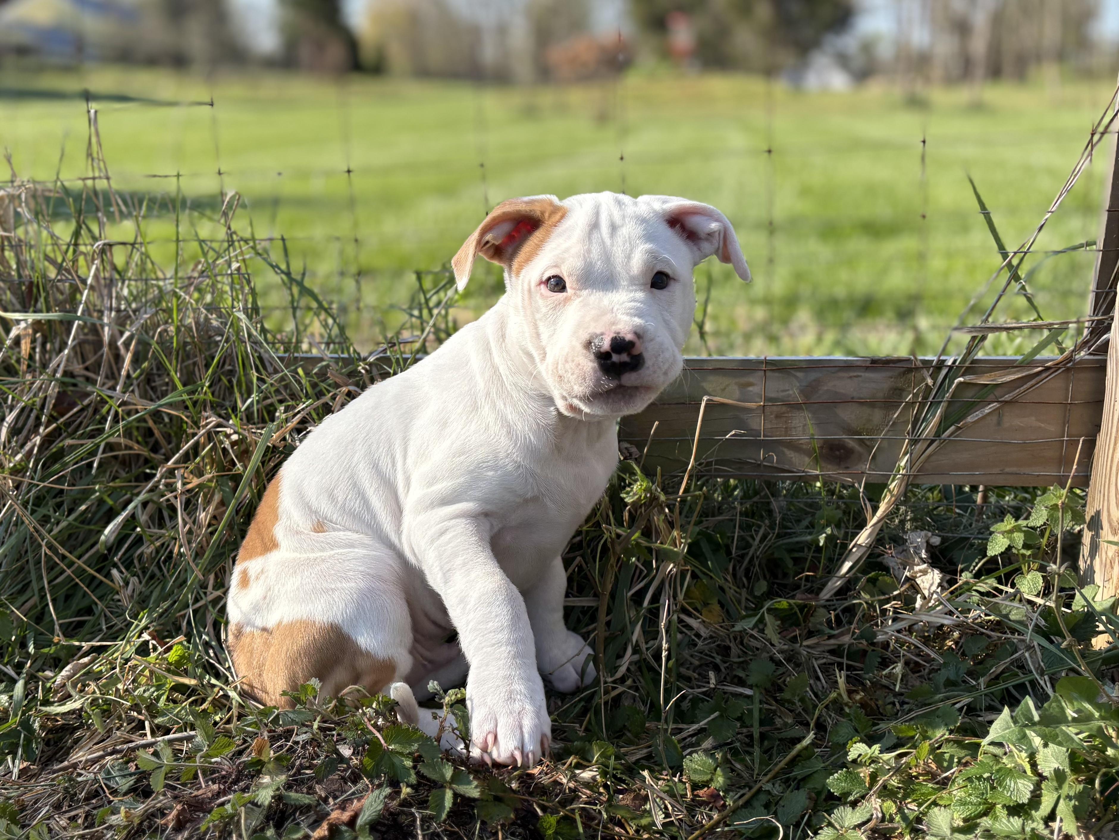 Patrick, an adopted Terrier in Charles Town, WV image 6/6
