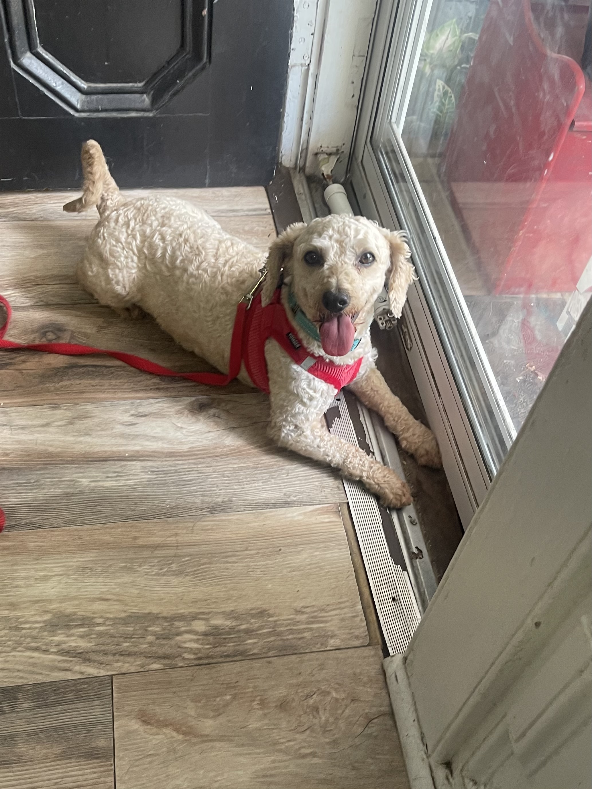 Skipper, a Adopted Miniature Poodle in Bedford, NY image 1/2