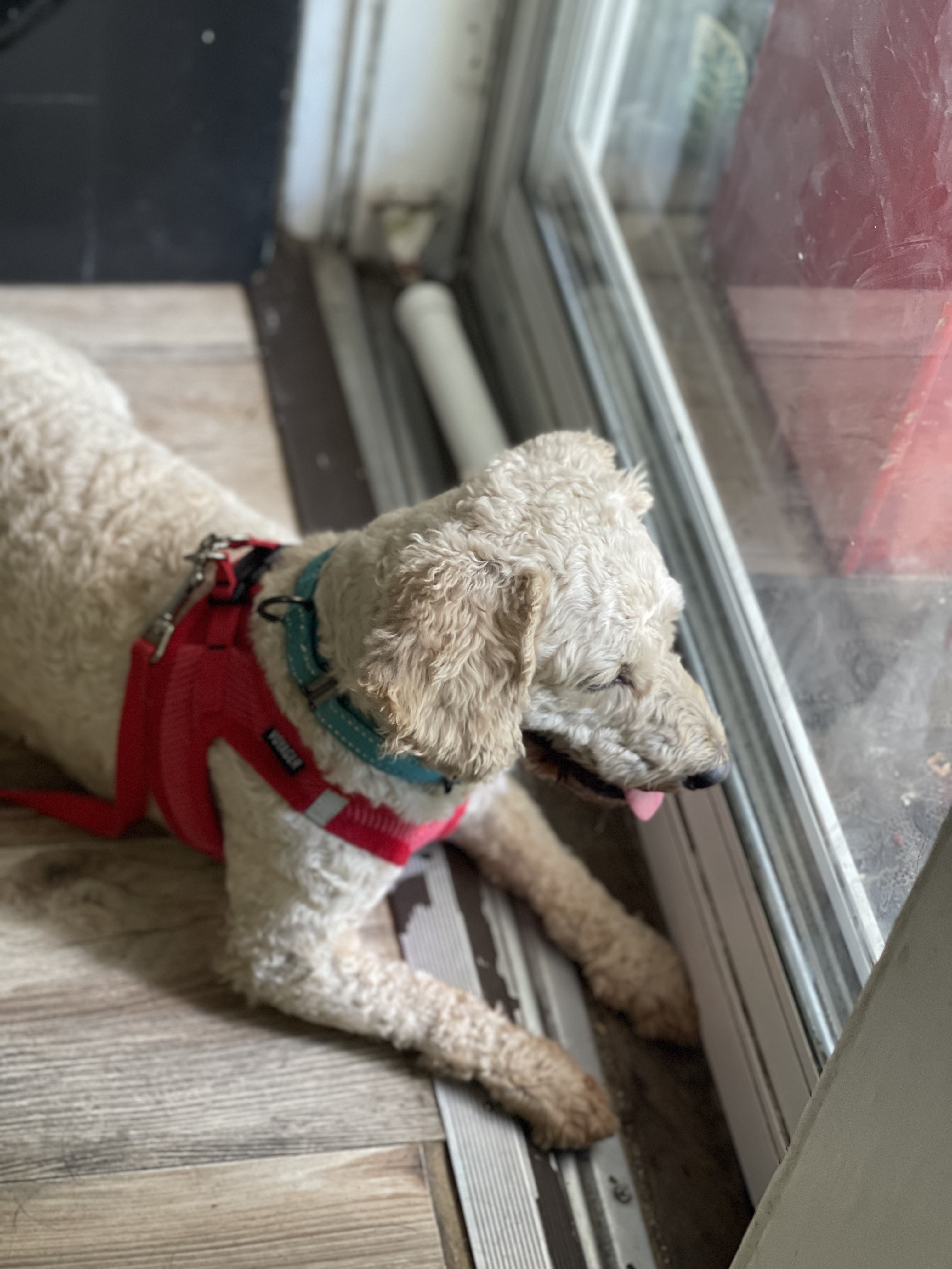 Skipper, a Adopted Miniature Poodle in Bedford, NY image 2/2