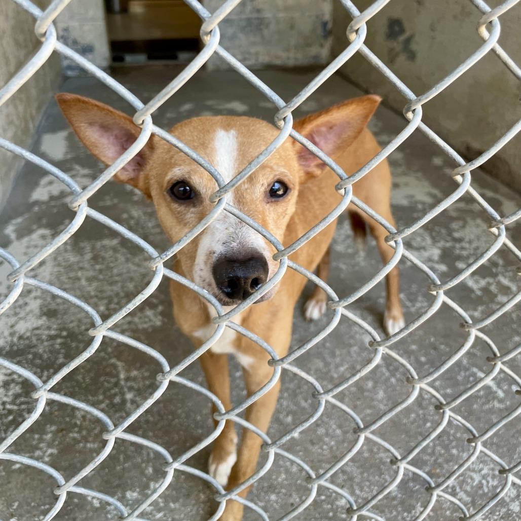 Peanut, Adoptable, Adult Male Basenji & Mixed Breed.