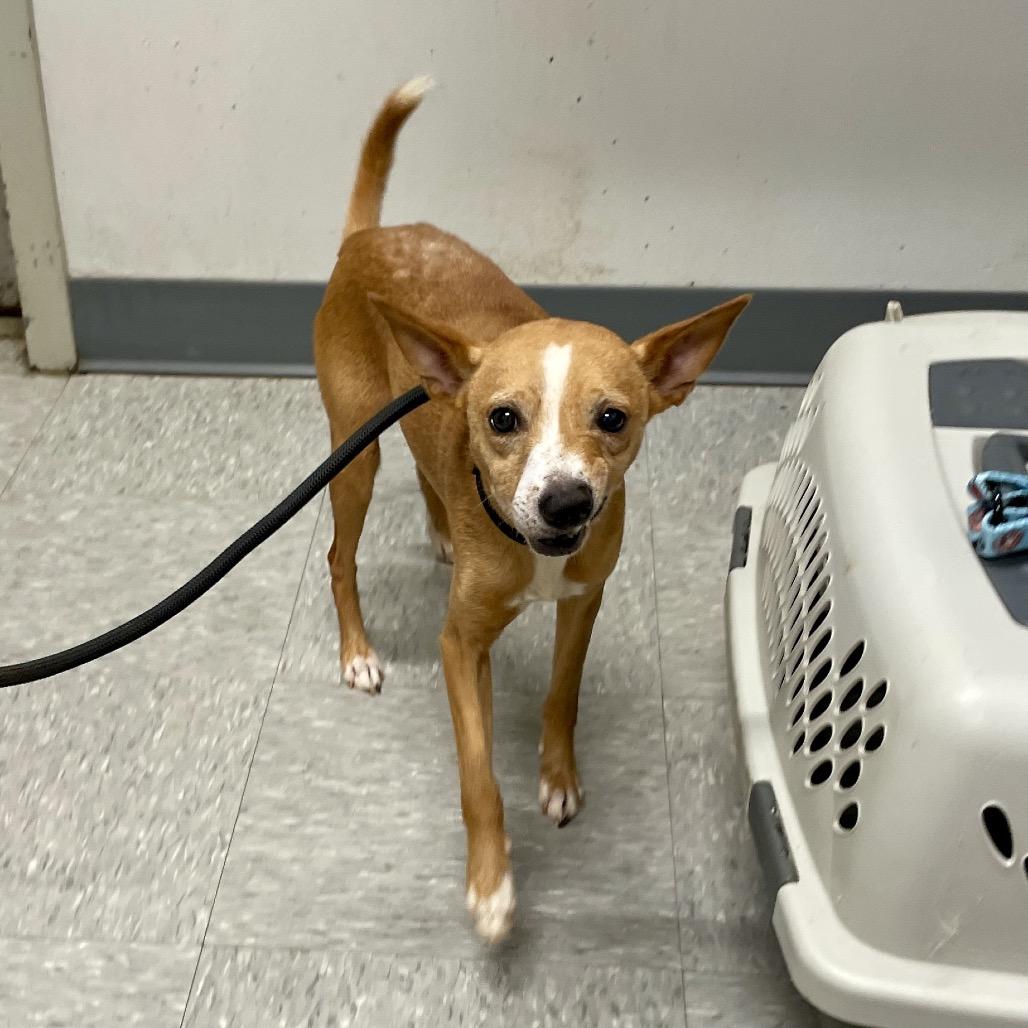 Enlarge Peanut, a Adoptable mixed breed in Durango, CO image 2/2