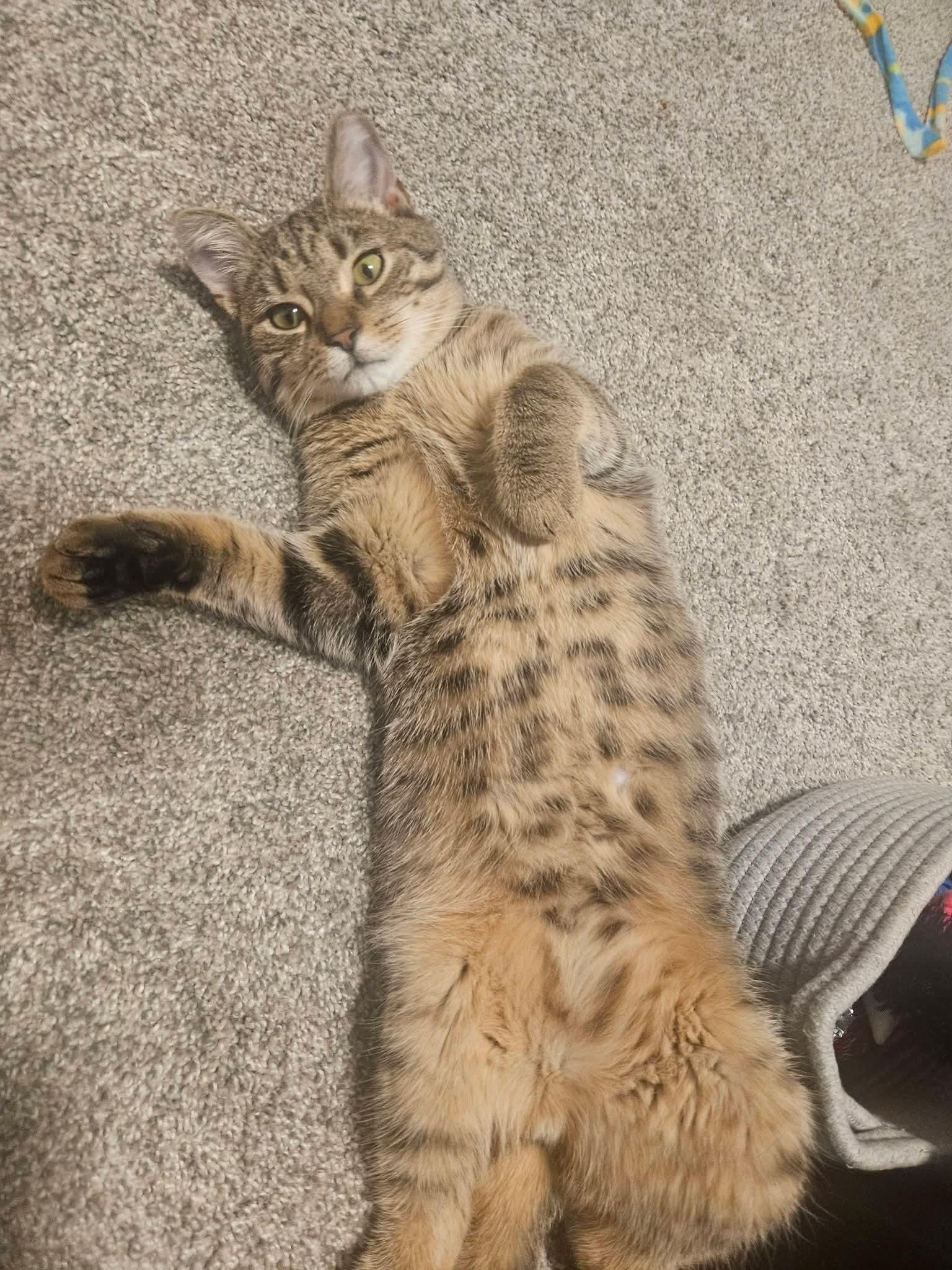 Enlarge Bacon Bits, a ADOPTABLE Domestic Short Hair in Carnegie, PA image 2/6