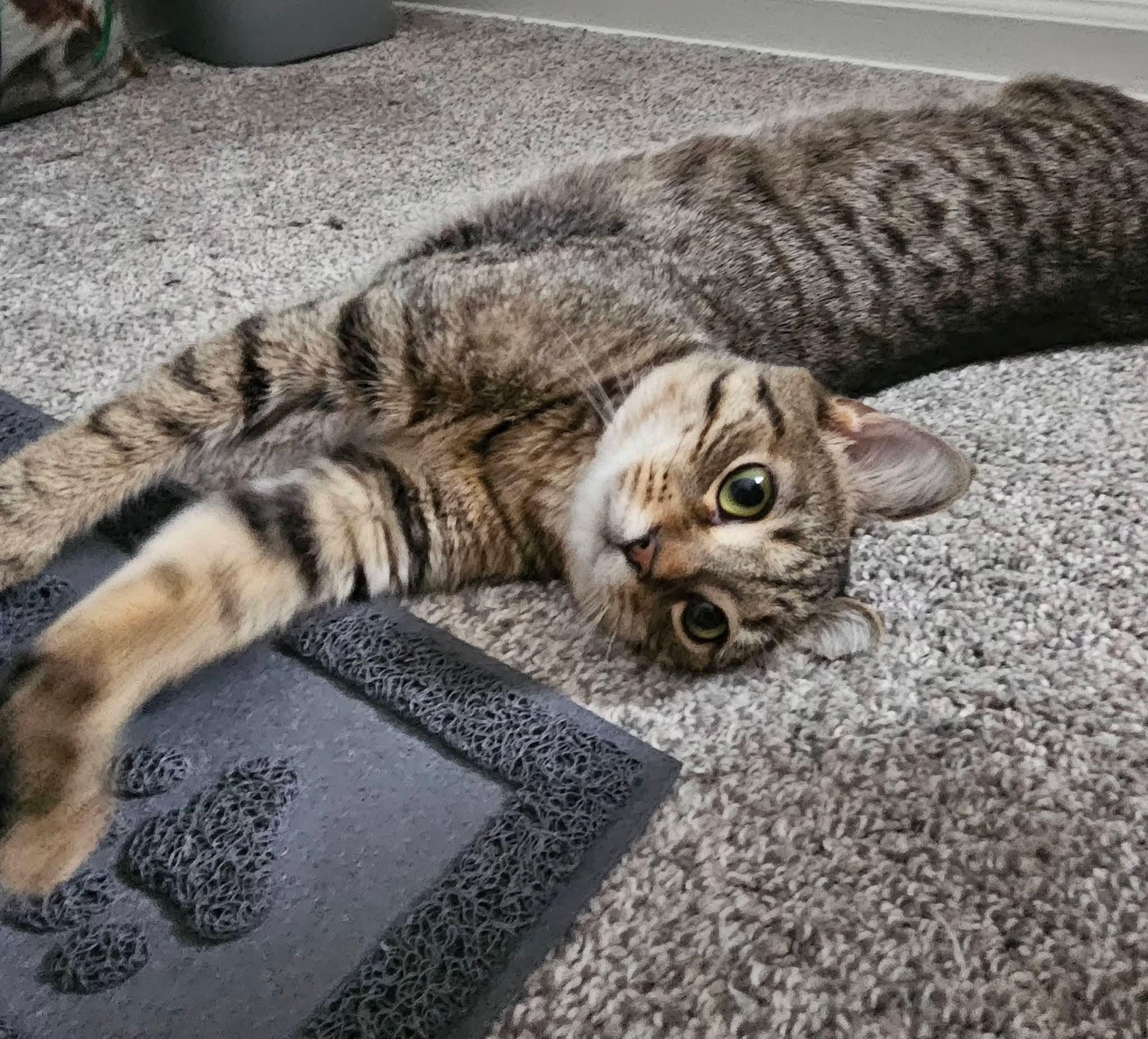 Bacon Bits, ADOPTABLE, Young Male Domestic Short Hair.