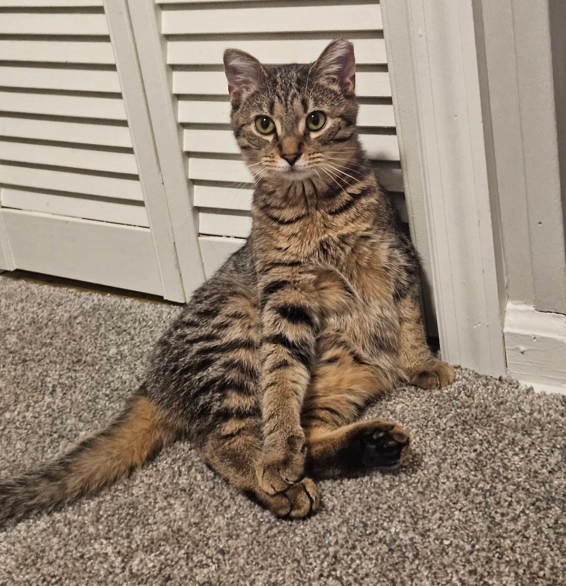 Bacon Bits, ADOPTABLE, Young Male Domestic Short Hair.