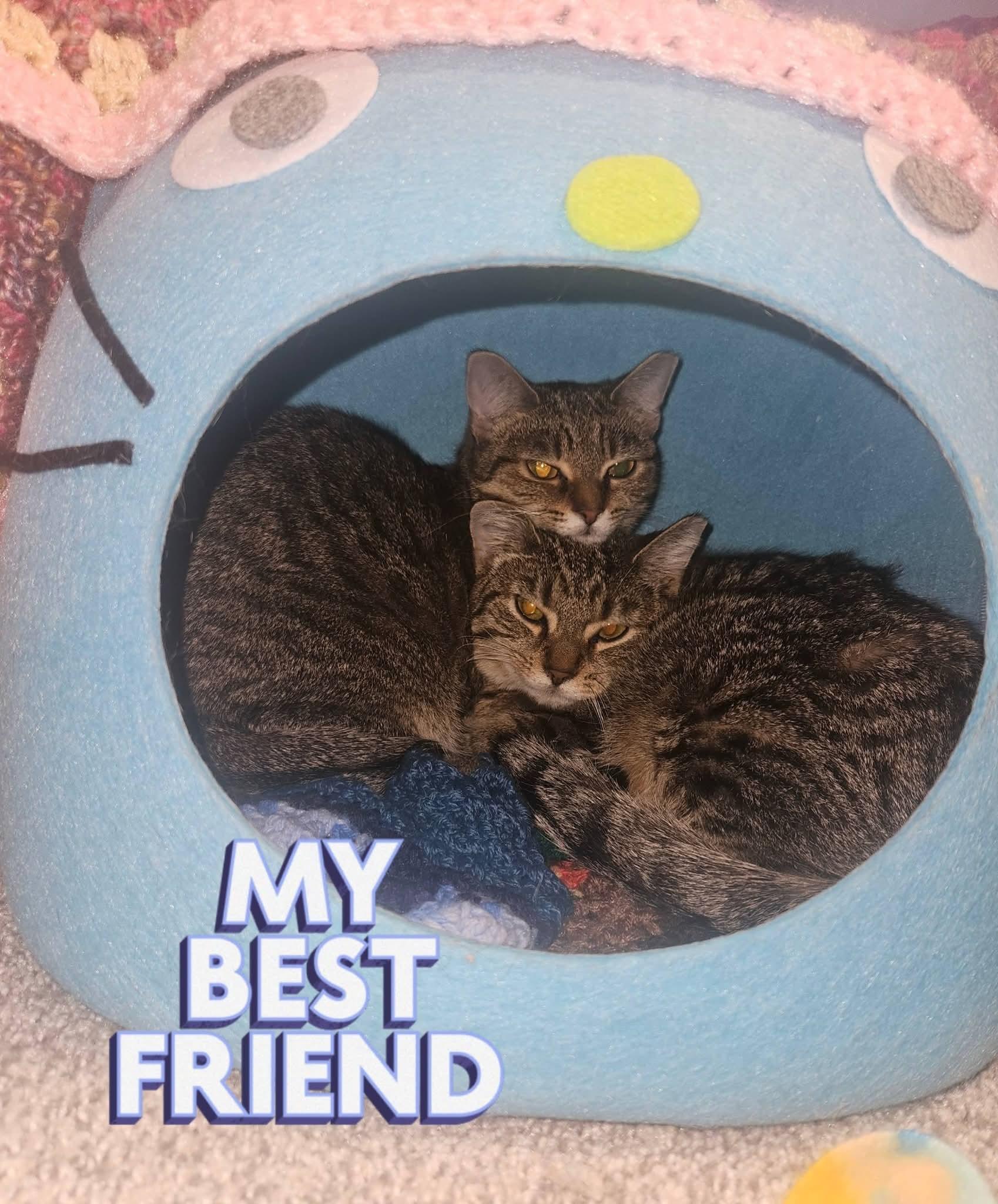 Enlarge Bacon Bits, a ADOPTABLE Domestic Short Hair in Carnegie, PA image 6/6