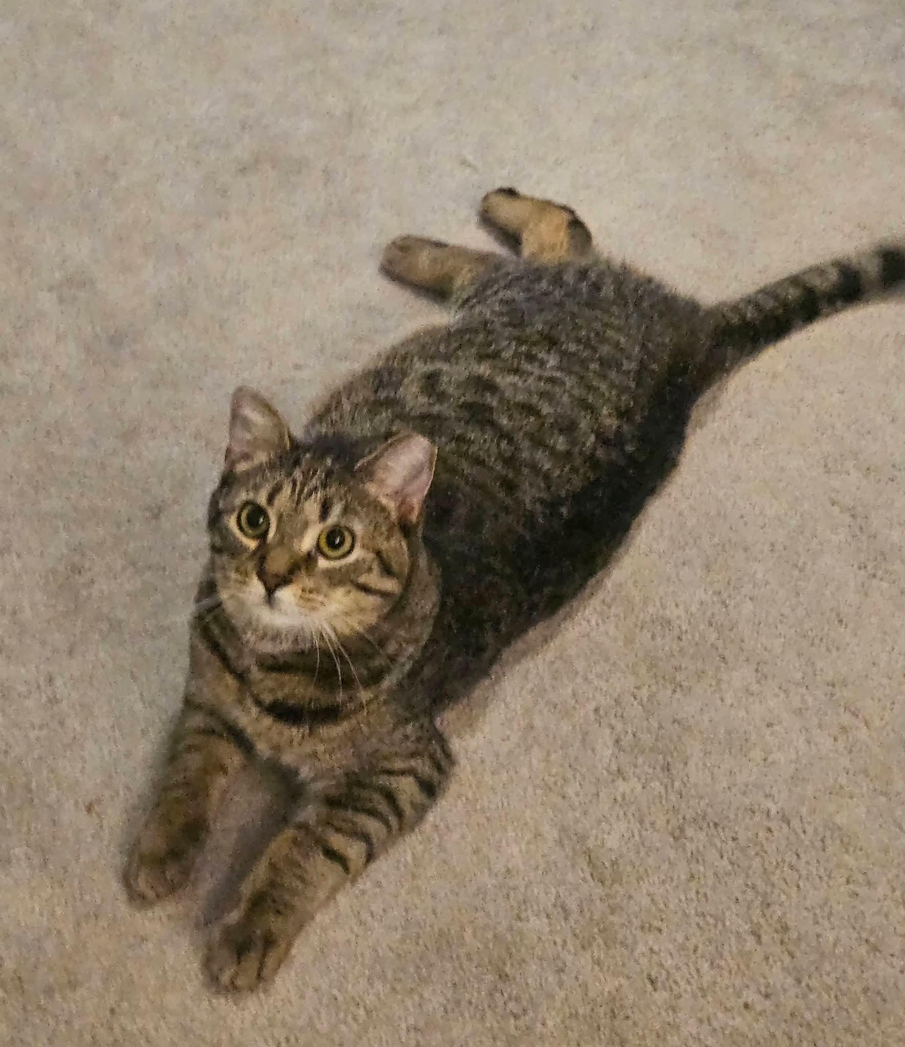 Enlarge Bacon Bits, a ADOPTABLE Domestic Short Hair in Carnegie, PA image 4/5