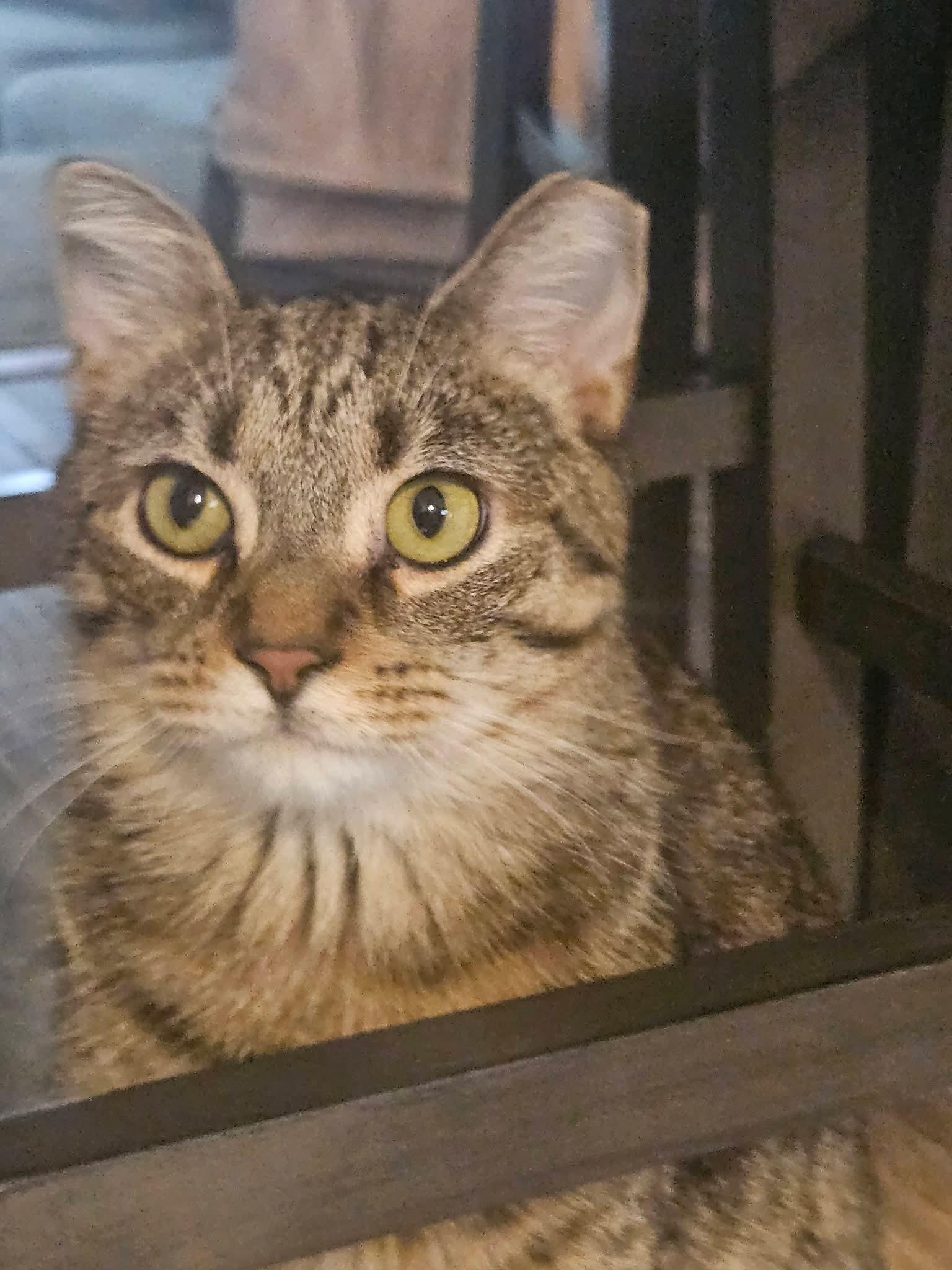 Enlarge Bacon Bits, a ADOPTABLE Domestic Short Hair in Carnegie, PA image 2/5