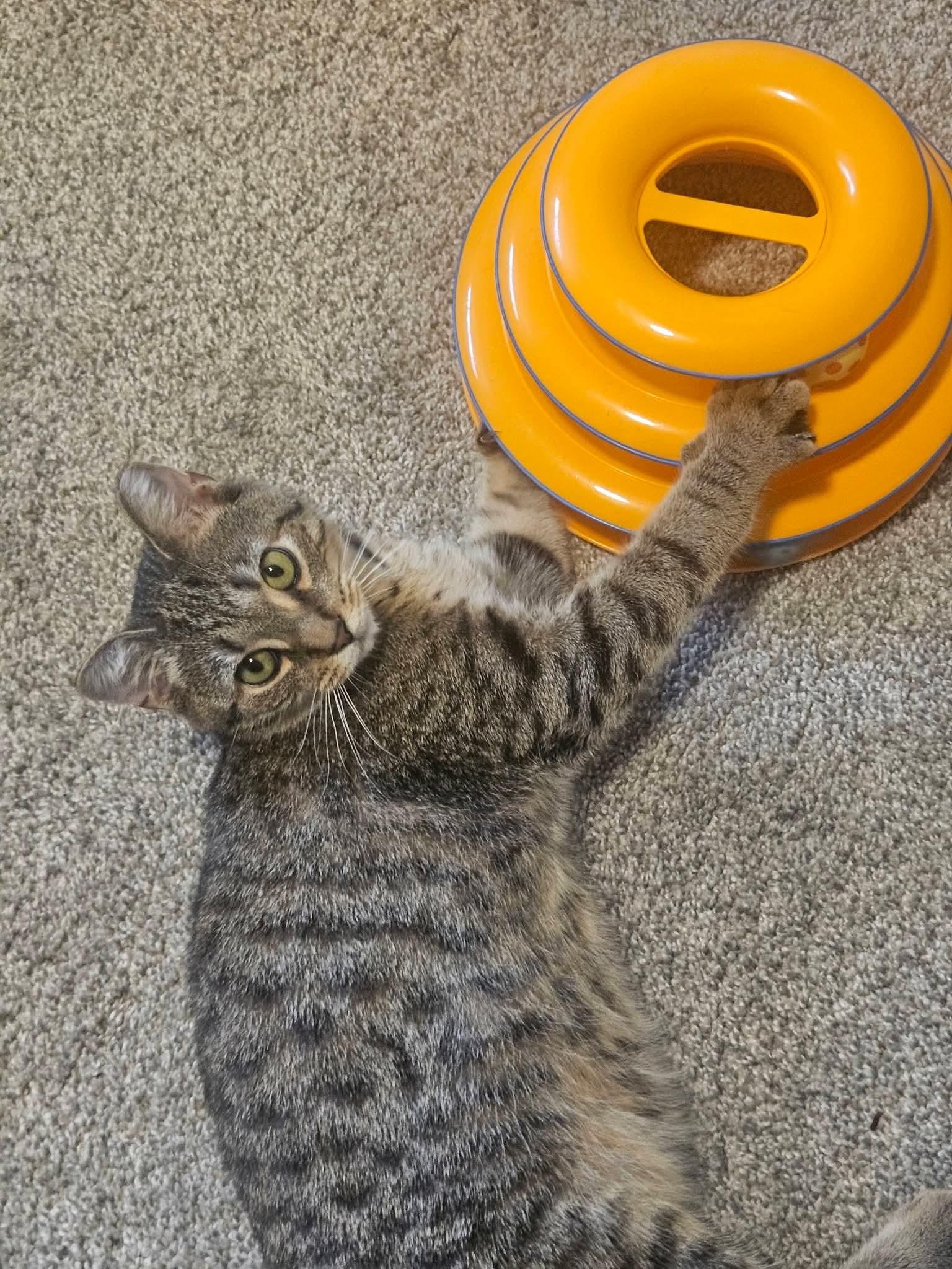 Enlarge Bacon Bits, a ADOPTABLE Domestic Short Hair in Carnegie, PA image 4/6